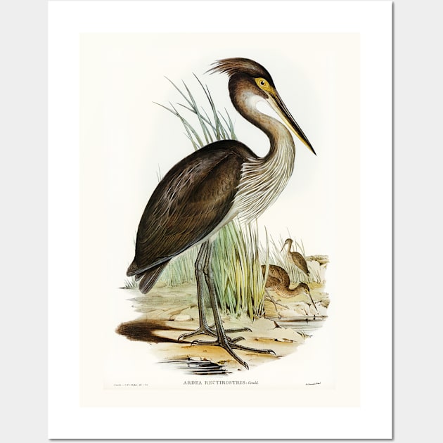 Great-billed Heron Wall Art by WAITE-SMITH VINTAGE ART